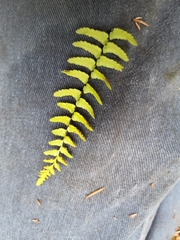 Asplenium platyneuron