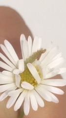 Evergestis forficalis