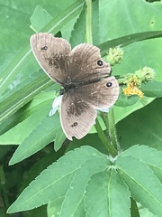 Ypthima multistriata