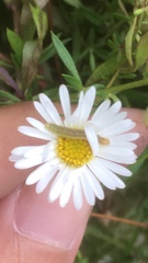 Evergestis forficalis