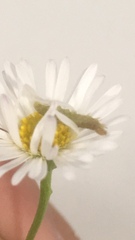 Evergestis forficalis