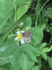 Ypthima multistriata