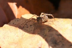 Lycosoidea