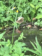 Ypthima multistriata