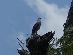 Circaetus fasciolatus