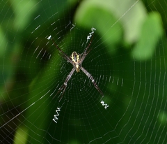 Argiope anasuja