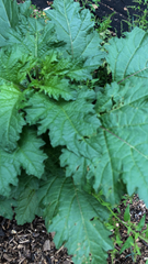Nicandra physalodes