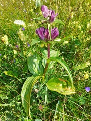 Gentiana pannonica