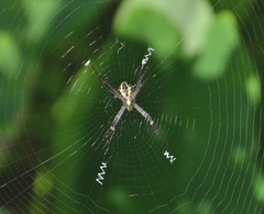 Argiope anasuja