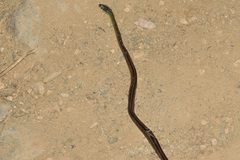 Dendrophidion brunneum