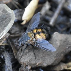 Paradejeania rutilioides