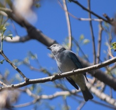 Thraupis sayaca