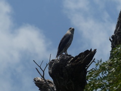Circaetus fasciolatus
