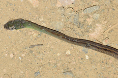 Dendrophidion brunneum