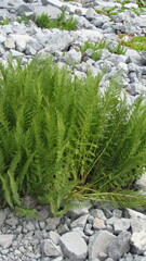 Athyrium americanum