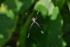 Argiope anasuja