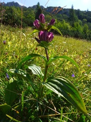 Gentiana pannonica