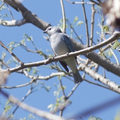 Thraupis sayaca