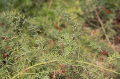 Asparagus aethiopicus