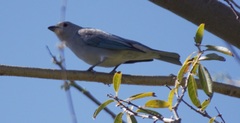 Thraupis sayaca