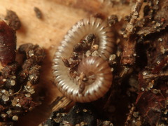 Cylindroiulus punctatus