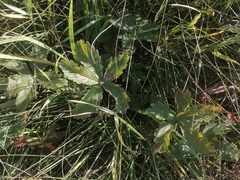 Potentilla chrysantha