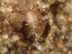 Myrmecophilus acervorum