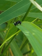 Frieseomelitta nigra