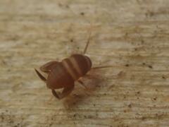 Myrmecophilus acervorum