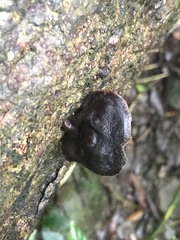 Auricularia polytricha