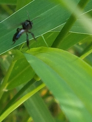 Frieseomelitta nigra