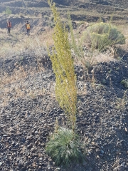 Artemisia campestris