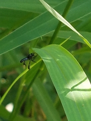 Frieseomelitta nigra