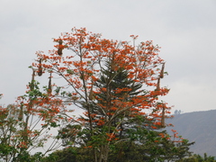 Turdus chiguanco