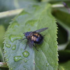 Paradejeania rutilioides