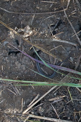 Thamnophis