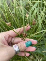 Bolboschoenus maritimus
