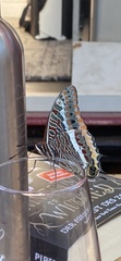 Charaxes jasius