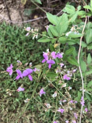 Desmodium paniculatum