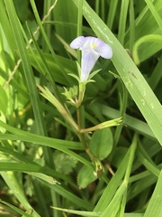 Bonnaya ruelloides