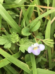 Bonnaya ruelloides