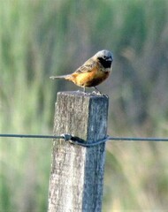 Sporophila ruficollis