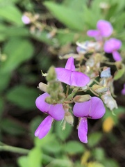 Desmodium paniculatum