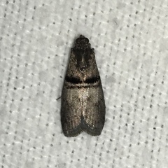 Acrobasis caryae