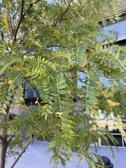 Gleditsia