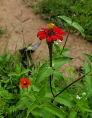 Zinnia