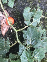 Solanum capsicoides