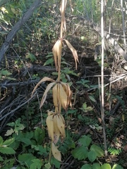 Lilium martagon pilosiusculum