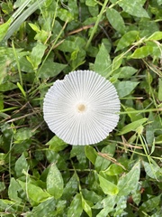 Leucocoprinus fragilissimus