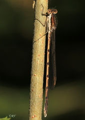 Sympecma fusca